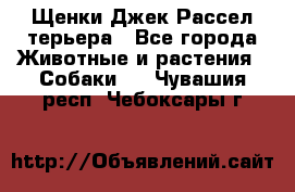 Щенки Джек Рассел терьера - Все города Животные и растения » Собаки   . Чувашия респ.,Чебоксары г.